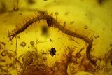 Fossil Ants (Formicidae) and a Centipede (Geophilidae) in Baltic Amber #166214-3